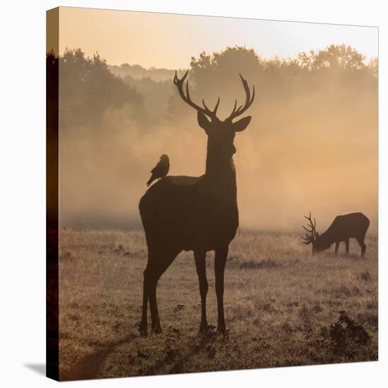 Red Deer Stags Stand in Morning Mist, One with a Crow on His Back-Alex Saberi-Stretched Canvas