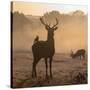 Red Deer Stags Stand in Morning Mist, One with a Crow on His Back-Alex Saberi-Stretched Canvas