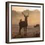 Red Deer Stags Stand in Morning Mist, One with a Crow on His Back-Alex Saberi-Framed Photographic Print