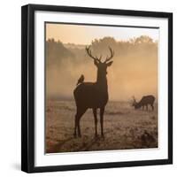 Red Deer Stags Stand in Morning Mist, One with a Crow on His Back-Alex Saberi-Framed Photographic Print