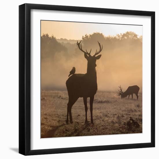 Red Deer Stags Stand in Morning Mist, One with a Crow on His Back-Alex Saberi-Framed Photographic Print