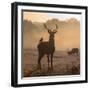 Red Deer Stags Stand in Morning Mist, One with a Crow on His Back-Alex Saberi-Framed Photographic Print