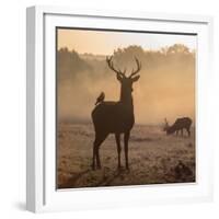 Red Deer Stags Stand in Morning Mist, One with a Crow on His Back-Alex Saberi-Framed Photographic Print