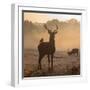 Red Deer Stags Stand in Morning Mist, One with a Crow on His Back-Alex Saberi-Framed Photographic Print