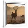 Red Deer Stags Stand in Morning Mist, One with a Crow on His Back-Alex Saberi-Framed Photographic Print