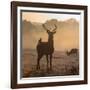 Red Deer Stags Stand in Morning Mist, One with a Crow on His Back-Alex Saberi-Framed Photographic Print