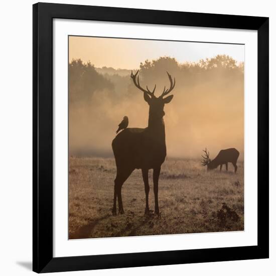 Red Deer Stags Stand in Morning Mist, One with a Crow on His Back-Alex Saberi-Framed Photographic Print