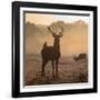 Red Deer Stags Stand in Morning Mist, One with a Crow on His Back-Alex Saberi-Framed Photographic Print