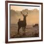 Red Deer Stags Stand in Morning Mist, One with a Crow on His Back-Alex Saberi-Framed Photographic Print