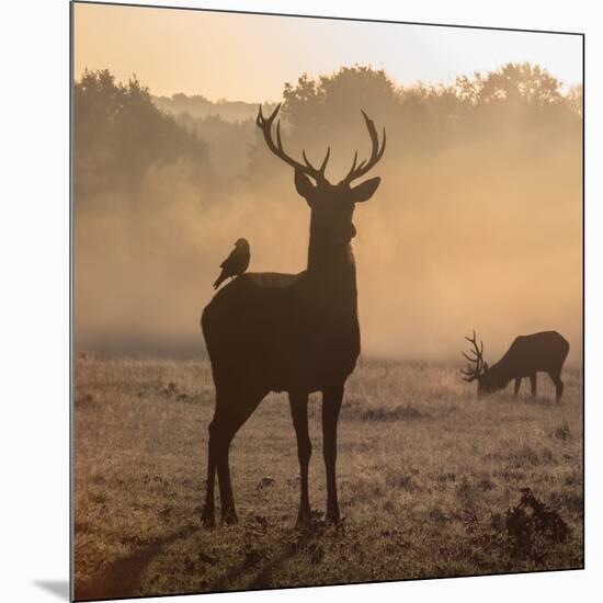 Red Deer Stags Stand in Morning Mist, One with a Crow on His Back-Alex Saberi-Mounted Photographic Print