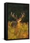 Red Deer Standing Amongst Braken in Beautiful-null-Framed Stretched Canvas