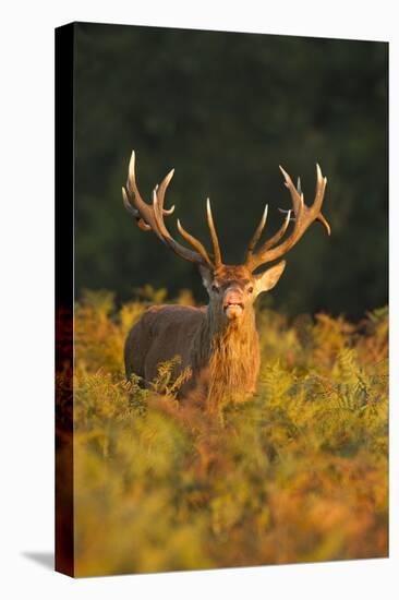 Red Deer Standing Amongst Braken in Beautiful-null-Stretched Canvas