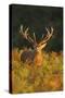 Red Deer Standing Amongst Braken in Beautiful-null-Stretched Canvas