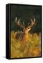 Red Deer Standing Amongst Braken in Beautiful-null-Framed Stretched Canvas