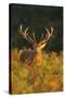 Red Deer Standing Amongst Braken in Beautiful-null-Stretched Canvas