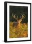 Red Deer Standing Amongst Braken in Beautiful-null-Framed Premium Photographic Print