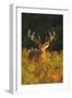 Red Deer Standing Amongst Braken in Beautiful-null-Framed Premium Photographic Print