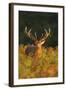 Red Deer Standing Amongst Braken in Beautiful-null-Framed Photographic Print