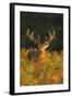 Red Deer Standing Amongst Braken in Beautiful-null-Framed Photographic Print