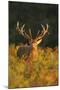 Red Deer Standing Amongst Braken in Beautiful-null-Mounted Photographic Print