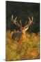 Red Deer Standing Amongst Braken in Beautiful-null-Mounted Photographic Print