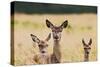 Red Deer Three Hinds-null-Stretched Canvas