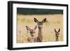 Red Deer Three Hinds-null-Framed Photographic Print