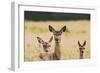 Red Deer Three Hinds-null-Framed Photographic Print