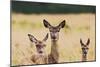 Red Deer Three Hinds-null-Mounted Photographic Print