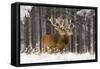 Red Deer Two Together in Winter Snow-null-Framed Stretched Canvas