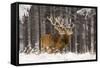 Red Deer Two Together in Winter Snow-null-Framed Stretched Canvas