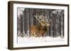 Red Deer Two Together in Winter Snow-null-Framed Premium Photographic Print