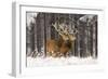 Red Deer Two Together in Winter Snow-null-Framed Premium Photographic Print