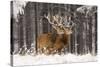 Red Deer Two Together in Winter Snow-null-Stretched Canvas