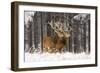 Red Deer Two Together in Winter Snow-null-Framed Photographic Print