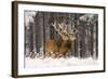 Red Deer Two Together in Winter Snow-null-Framed Photographic Print
