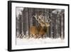 Red Deer Two Together in Winter Snow-null-Framed Photographic Print