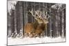 Red Deer Two Together in Winter Snow-null-Mounted Photographic Print