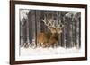 Red Deer Two Together in Winter Snow-null-Framed Photographic Print