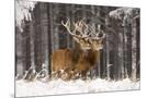 Wood Mount