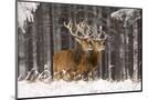 Wood Mount