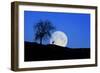 Red Deer with Moonrise (M)-Ludwig Mallaun-Framed Photographic Print