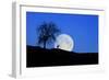 Red Deer with Moonrise (M)-Ludwig Mallaun-Framed Photographic Print