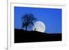 Red Deer with Moonrise (M)-Ludwig Mallaun-Framed Photographic Print