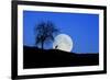 Red Deer with Moonrise (M)-Ludwig Mallaun-Framed Photographic Print