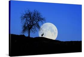 Red Deer with Moonrise (M)-Ludwig Mallaun-Stretched Canvas