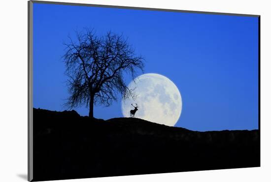 Red Deer with Moonrise (M)-Ludwig Mallaun-Mounted Photographic Print