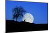 Red Deer with Moonrise (M)-Ludwig Mallaun-Mounted Photographic Print