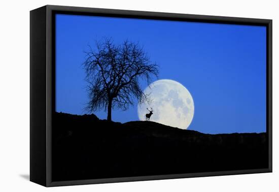 Red Deer with Moonrise (M)-Ludwig Mallaun-Framed Stretched Canvas