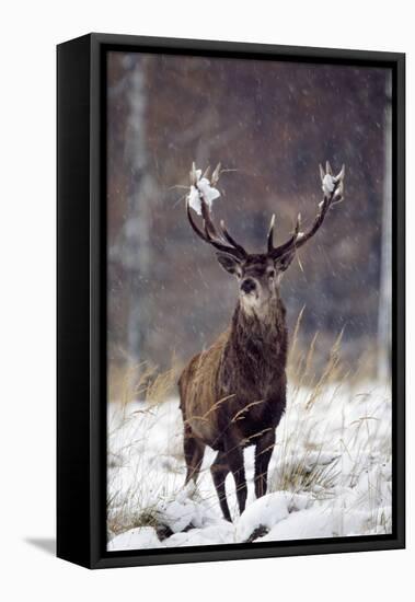 Red Deer-null-Framed Stretched Canvas